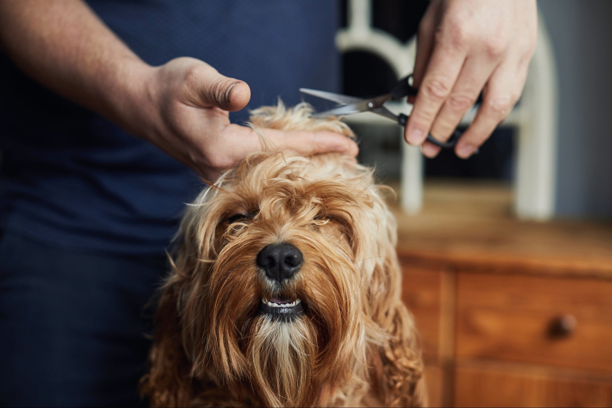 Turn Your Passion for Pets into a Business with a Wag N' Wash Franchise